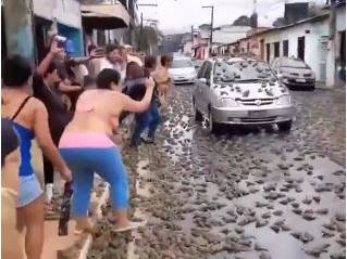  Llueven miles de sapos en calles de Brasil