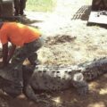 Reportan presencia de cocodrilos americanos en el Lago de Maracaibo