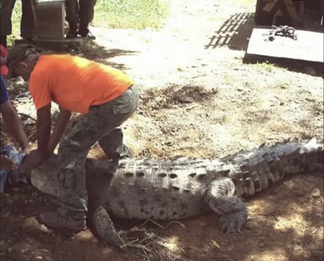 Reportan presencia de cocodrilos americanos en el Lago de Maracaibo