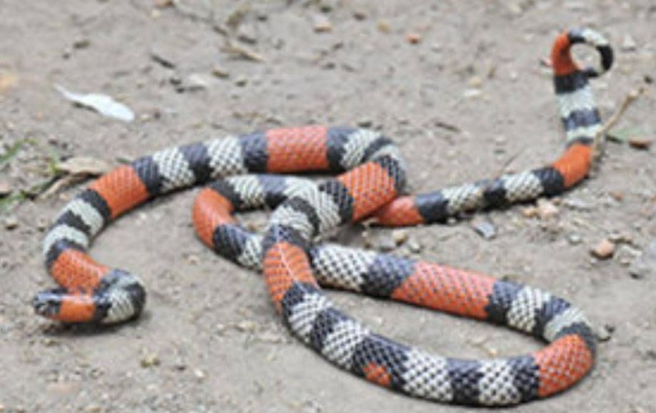 Requieren con urgencia suero antiofídico contra serpiente Coral para un joven recluido en el Hospital Chiquinquirá