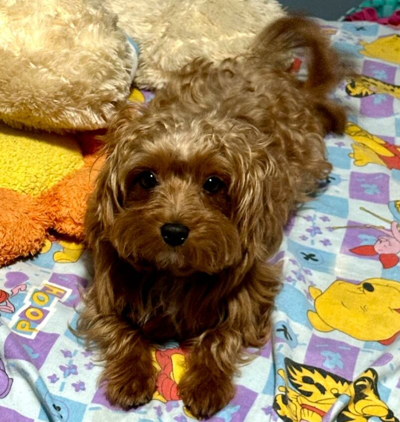 Ofrecen 100 verdes por ‘Panchito’: Perdido en San Rafael