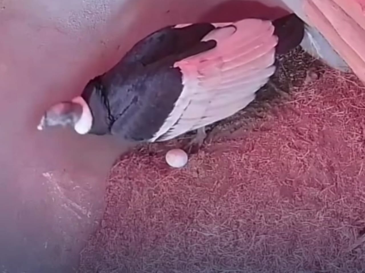 Logran primera postura de huevo fértil de cóndor andino en Mérida: Un avance para la conservación de la especie 