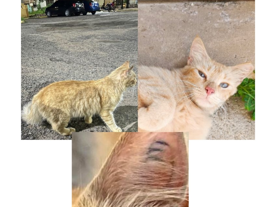 Buscan a Lolo, gato extraviado en la urbanización El Pinar