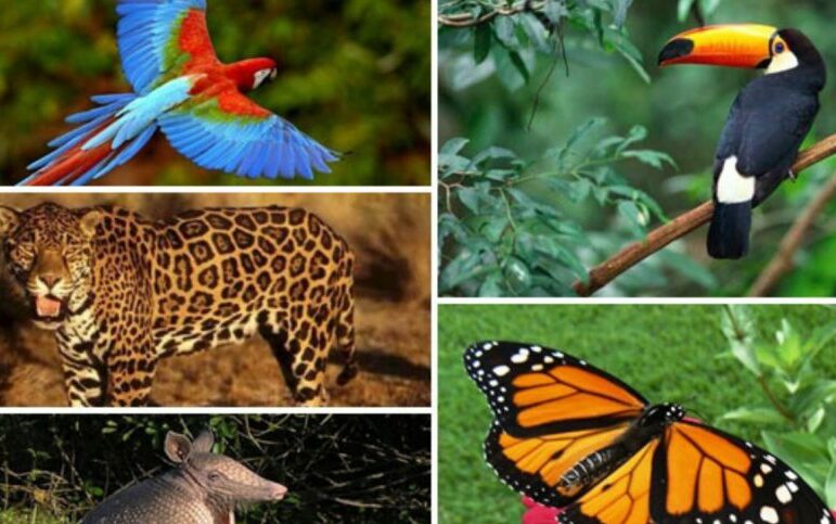Inicia campaña formativa en protección de la fauna silvestre en Venezuela