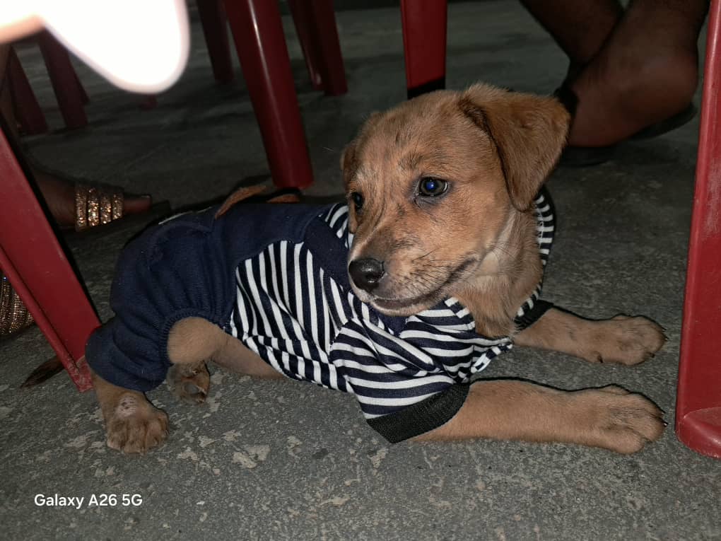Denuncian extravío de un perrito de nombre ‘Tailer’ en el barrio Guanipa Matos