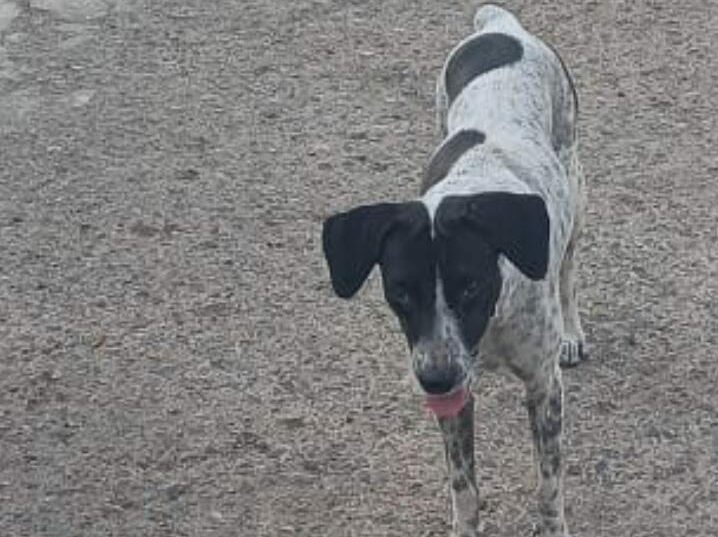Perrita perdida en el sector Club Hípico: Vecinos la tienen al cuidado hasta que encuentre a sus dueños