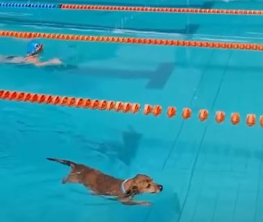 Brinjal, el perro que saltó a la piscina y superó a los nadadores en plena competencia