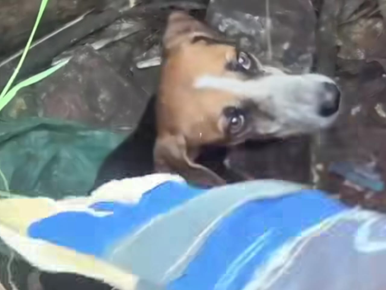 Funcionarios de PC Maracaibo rescataron a una perrita que permanecía atrapada en un pozo