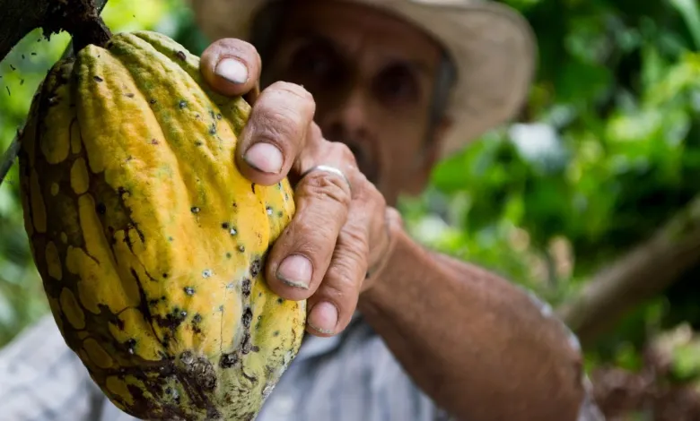 Prevén elevar la producción de cacao venezolano en 2026: Asoprocave