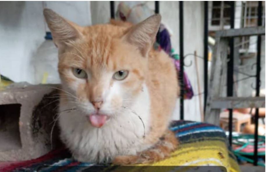 ¡Katirrusio fue operado! Gracias por ser eco de una causa que salva vidas