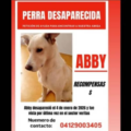 ‘Abby’ está desaparecida: Es una perrita de apoyo emocional y ofrecen recompensa para recuperarla