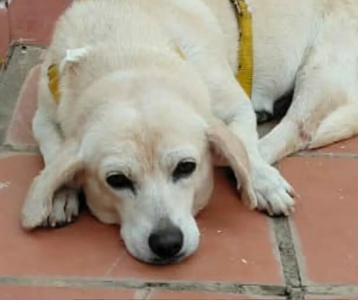 Perrita extraviada apareció en el sector San Jacinto: Vecinos solicitan que aparezcan sus dueños