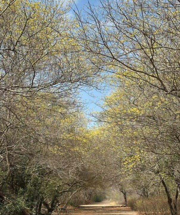 Inicia la floración ‘parcial’ de los curarires: Un espectáculo que no te podéis perder en el Jardín Botánico