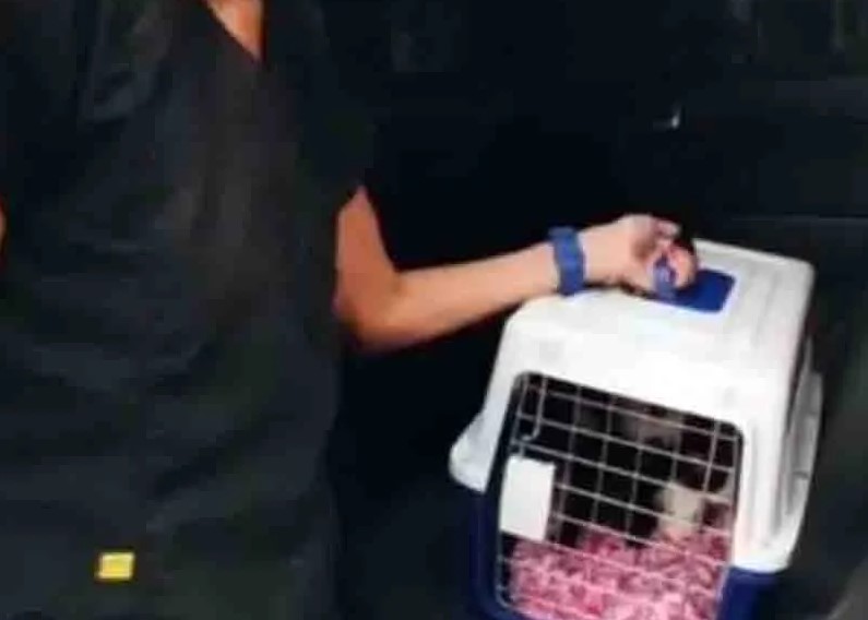 Imputaron a la mujer que adoptó a 40 gatos y más de 30 desaparecieron