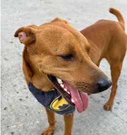 ¡Buscan a su familia! Rescatan a perrito desorientado en las adyacencias de la iglesia Padre Claret