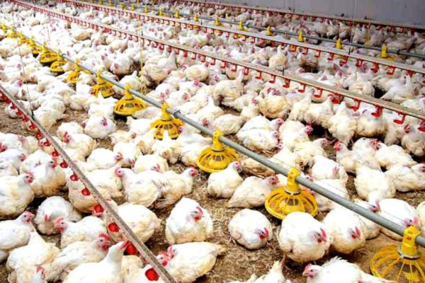 Sector avícola garantiza el 70 % de la proteína en Venezuela: Zulia entre los estados más fortalecidos en cuanto a la producción del rubro
