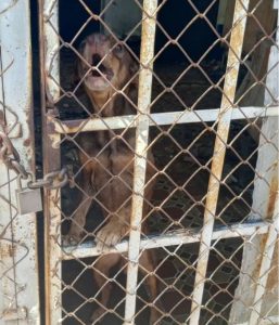 Denuncian caso de desnutrición severa y abandono de un canino en la calle 79 de Maracaibo