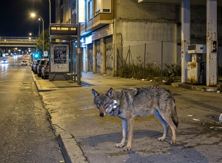 La película de terror que fue verdad: Una loba asesina