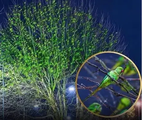El enigma del árbol verde en Londres: por qué este follaje esconde un secreto que se volvió viral ¡No son hojas, son periquitos!